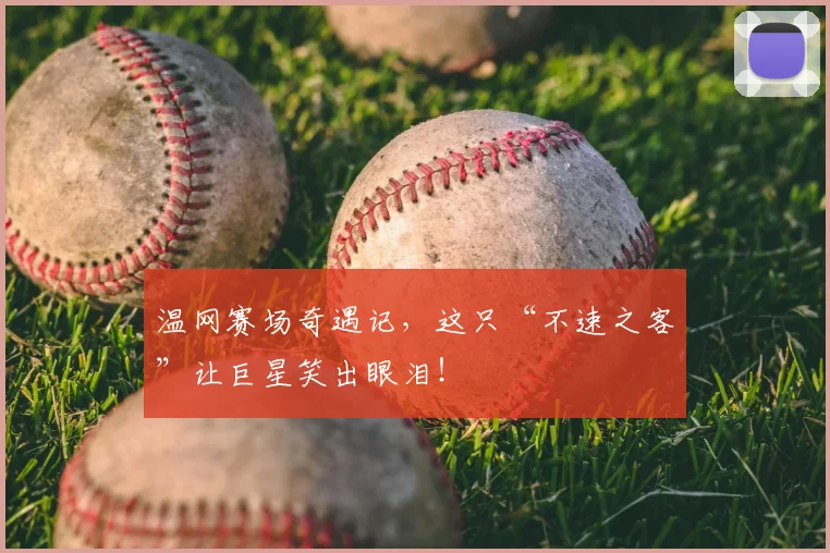 温网赛场奇遇记，这只“不速之客”让巨星笑出眼泪！